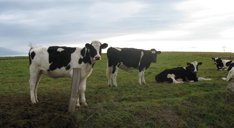 vaches