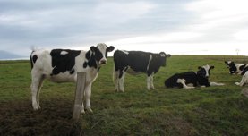 vaches