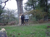Forêt enchantée