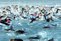 CR triathlon de Nice