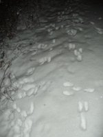 Traces de pas