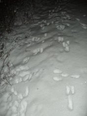 Traces de pas
