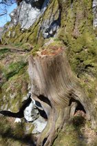 Arbre remarquable