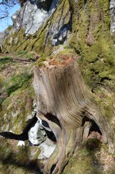 Arbre remarquable