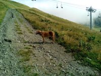 Yet another dog...