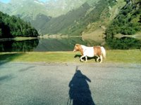 Poney