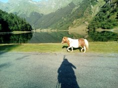 Poney