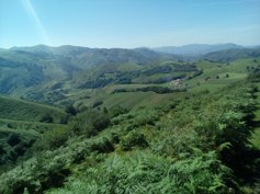 Verdure