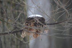 Nest