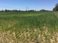TS27 - Maize, KS