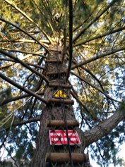 Ladder
