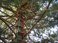 Tree house