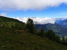 Bovines