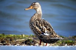 Le canard
