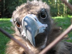 L'aigle